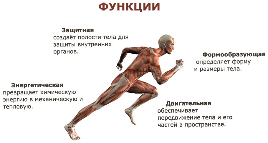 Функции мышц