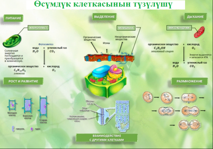 Өсүмдүк клеткасынын түзүлүшү