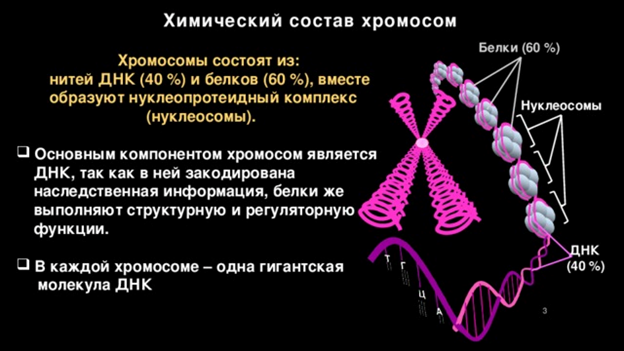 Химический состав хромосомы