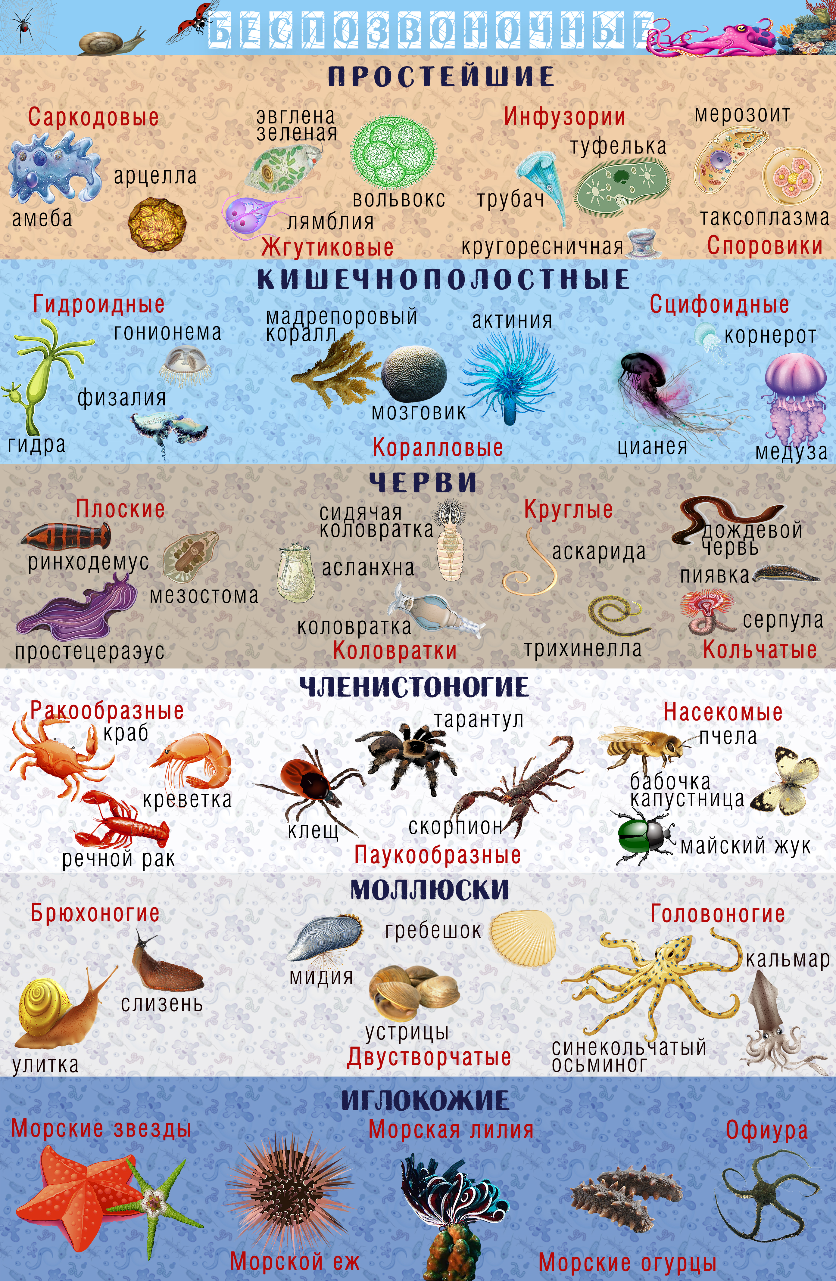 Беспозвоночные животные картинки с названиями