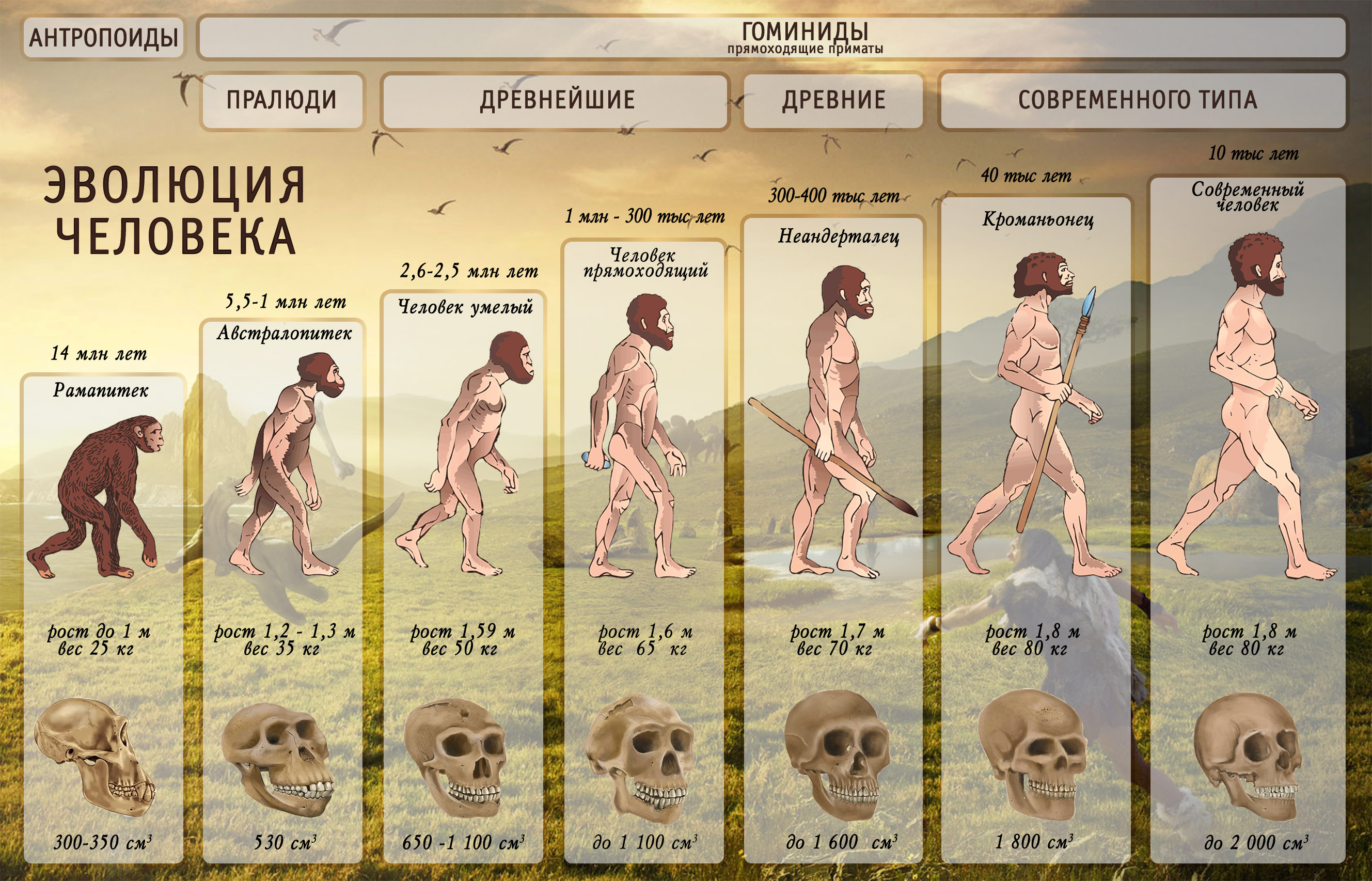 Эволюция человека