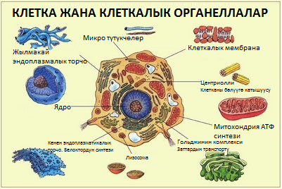 Клетка жана клеткалык органоиддери