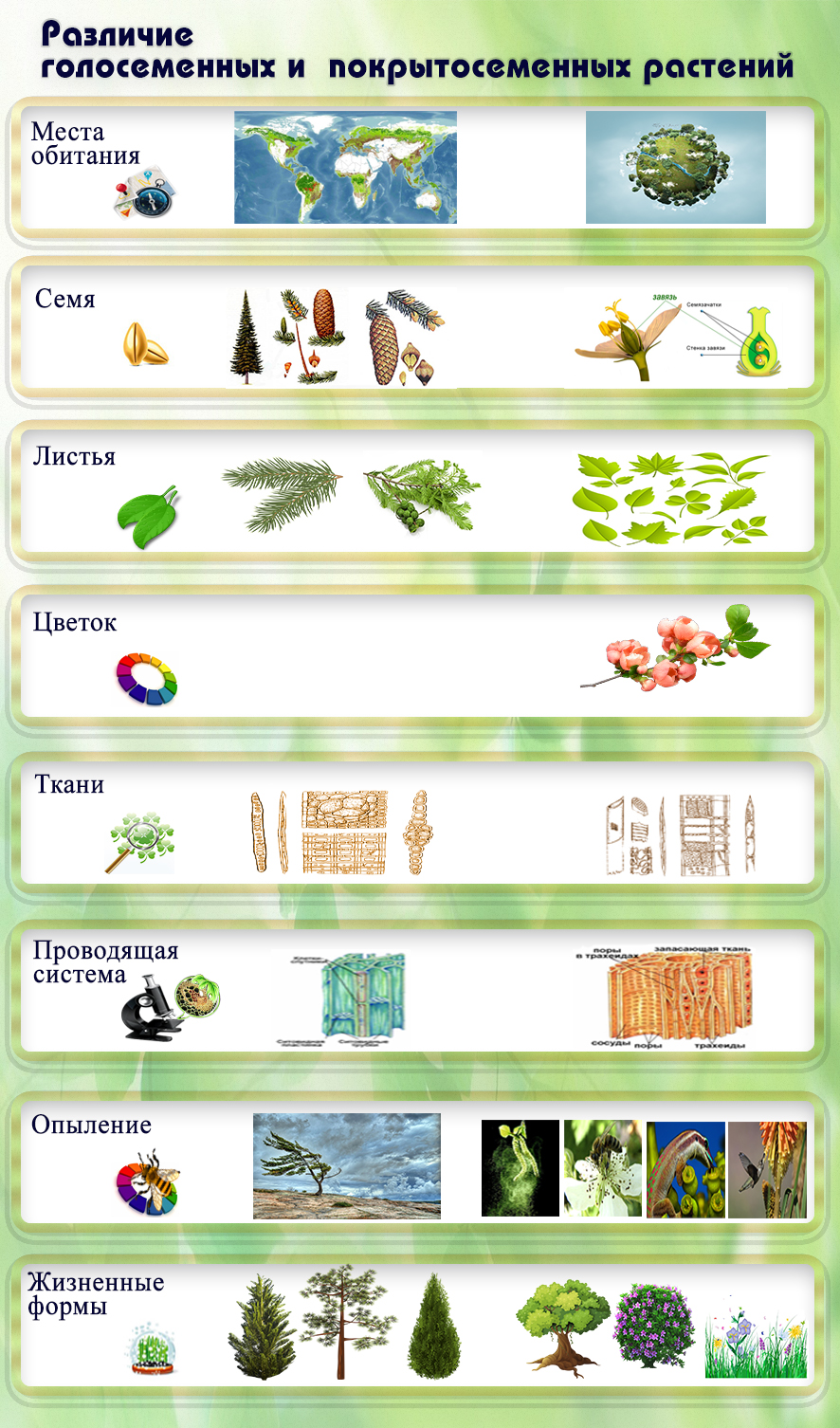 Различие голосеменных и покрытосеменных растений