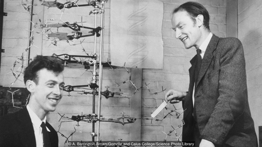 Джеймс Уотсон и Фредерик Крик. В 1953 году установили пространственную структуру ДНК.