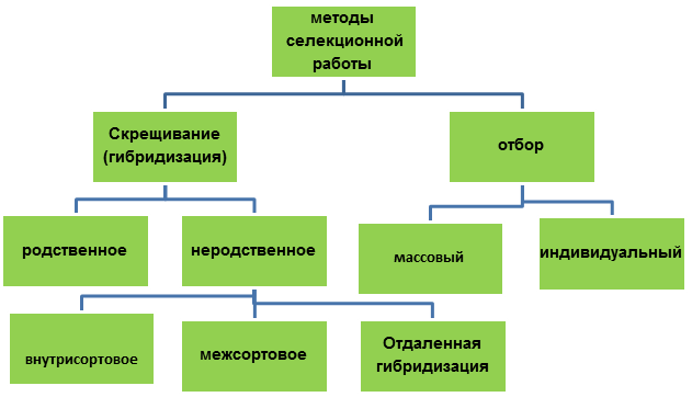 Методы селекции растений