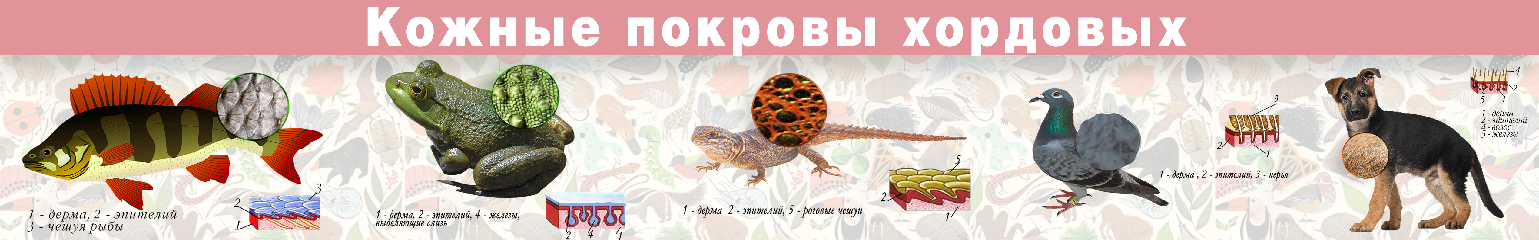 Кожные покровы .png