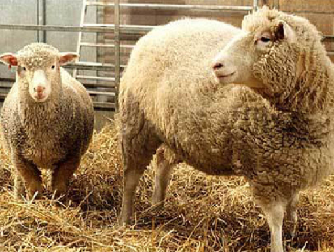 Клонированая овца