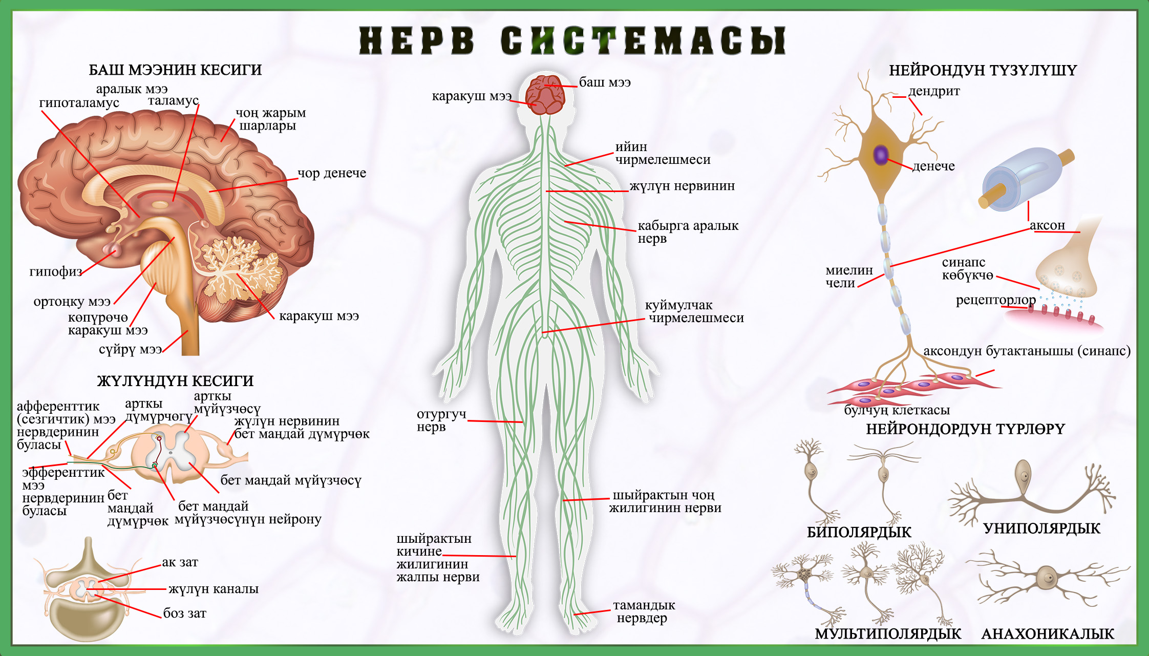 Нерв системасы