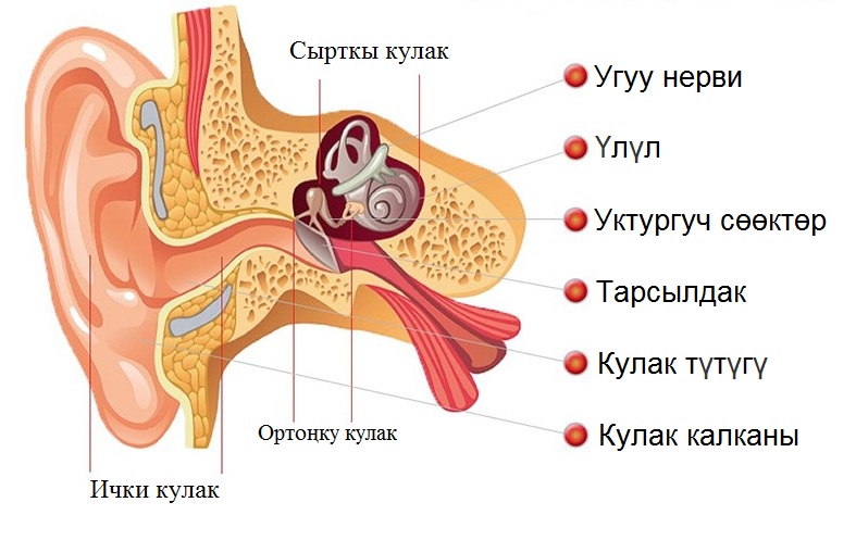 Кулактын түзүлүшү