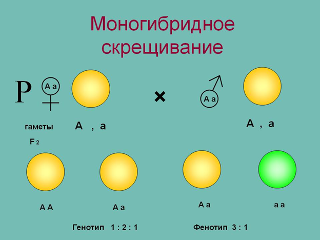 Моногибридное скрещивание