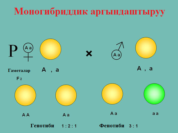 Моногибриддик аргындаштыруу