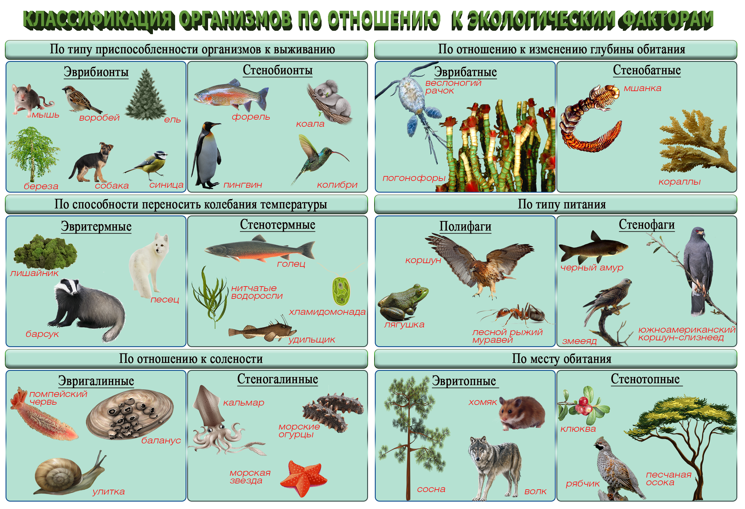 Классификация организмов