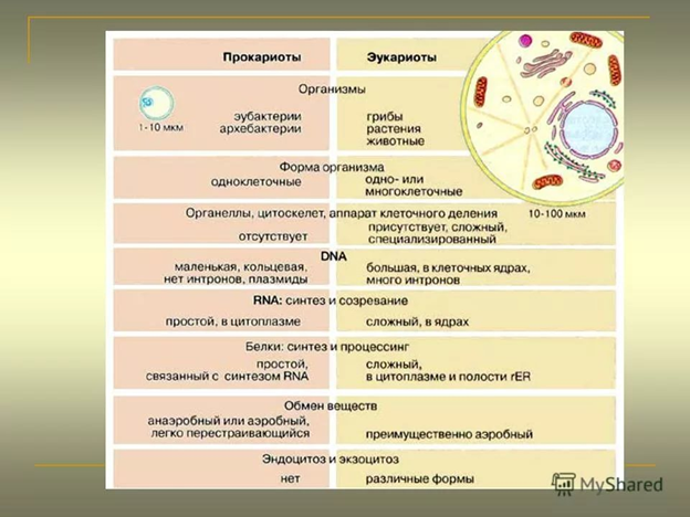 прокариоты и эукариоты