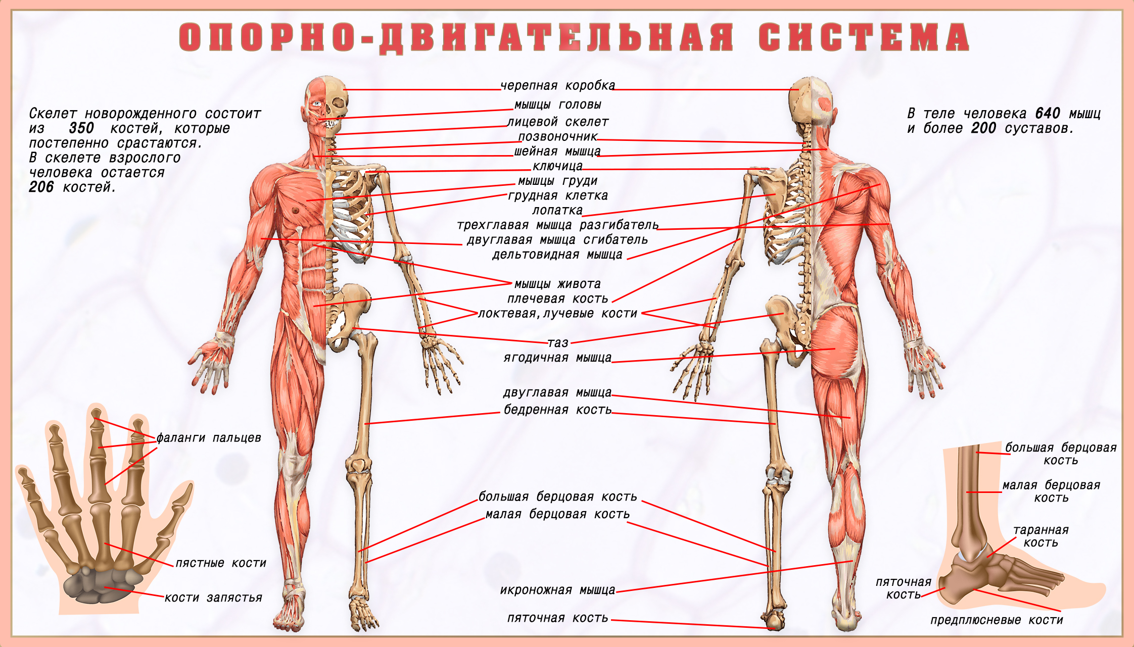 Опорно двигательная система схема