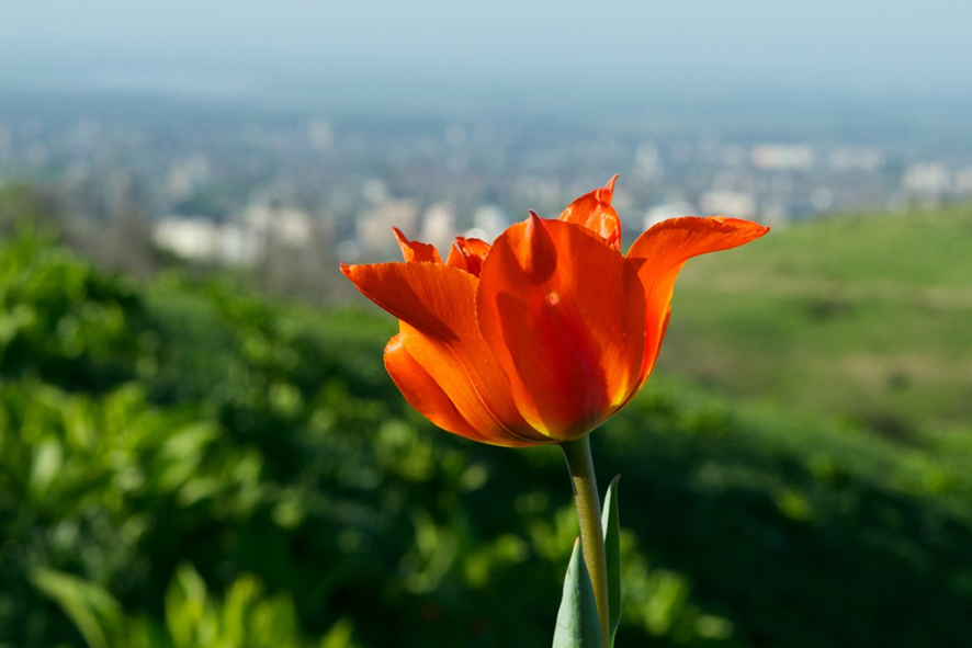 Тюльпаны – гордость Тянь-Шаня