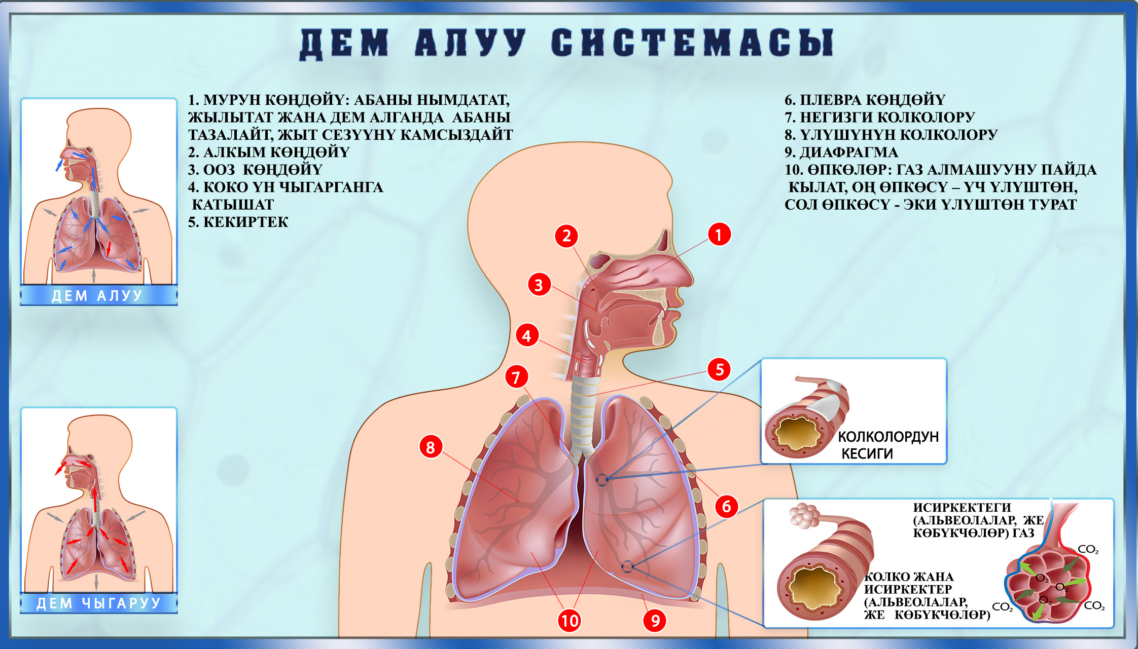 Адамдын дем алуу системасы