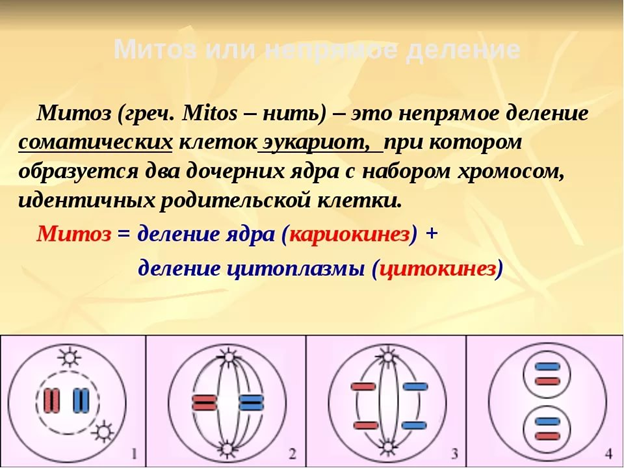 Презентация на тему митоз