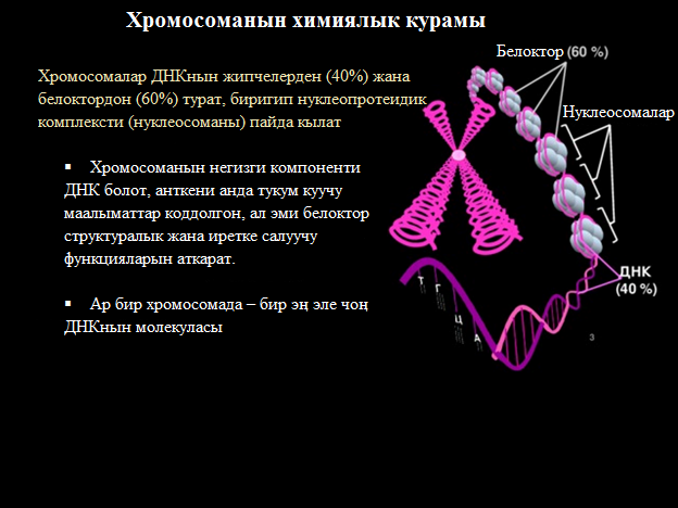 Хромосоманын химиялык курамы
