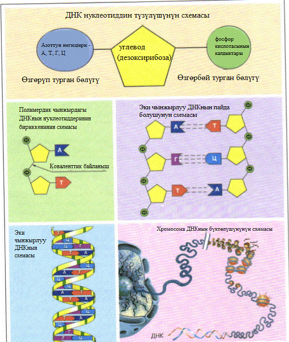 ДНК нуклеотиддин түзүлүшүнүн схемасы