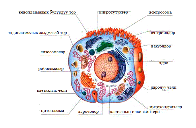 Клетканын түзүлүшү