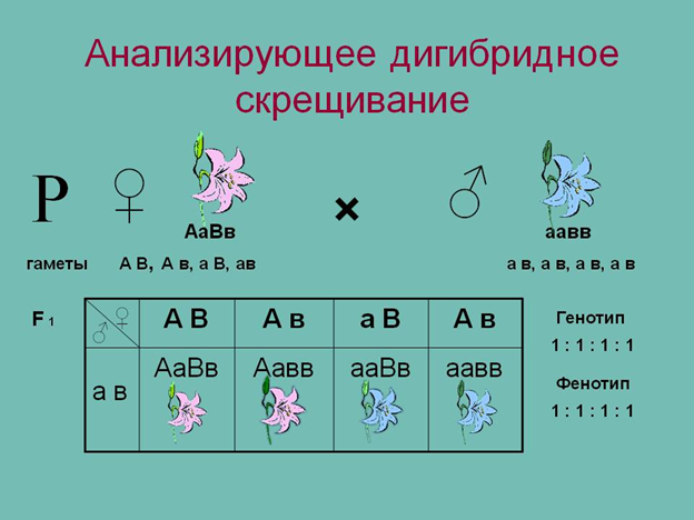 Анализирующее Дигибридное скрещивание