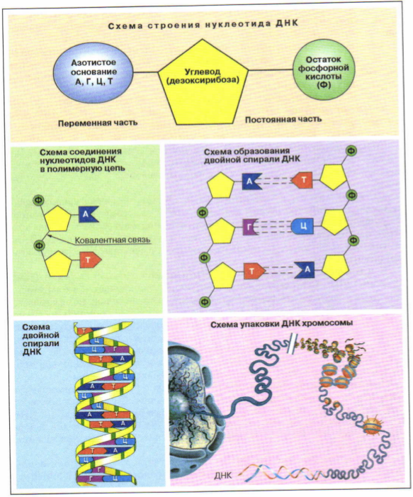Схема строения нуклеотида ДНК
