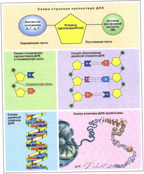 Нуклеотид днк схема