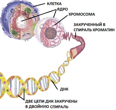 ДНК в ядре