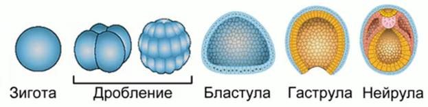 Органогенез бластула гаструла нейрула дробление зиготы. Морула бластула. Зигота бластула гаструла нейрула. Стадии эмбриогенеза дробление бластула гаструла нейрула. Морула бластула гаструла нейрула.