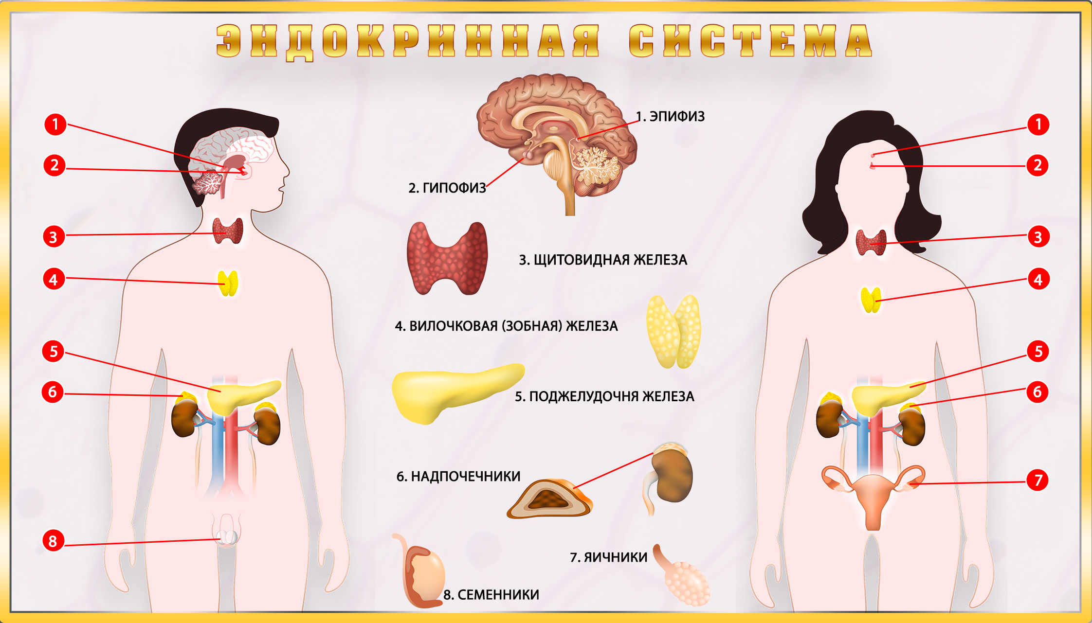 Гипофиз надпочечники щитовидная железа