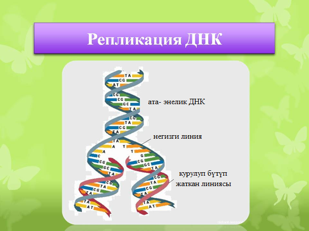 ДНКнын репликациясы