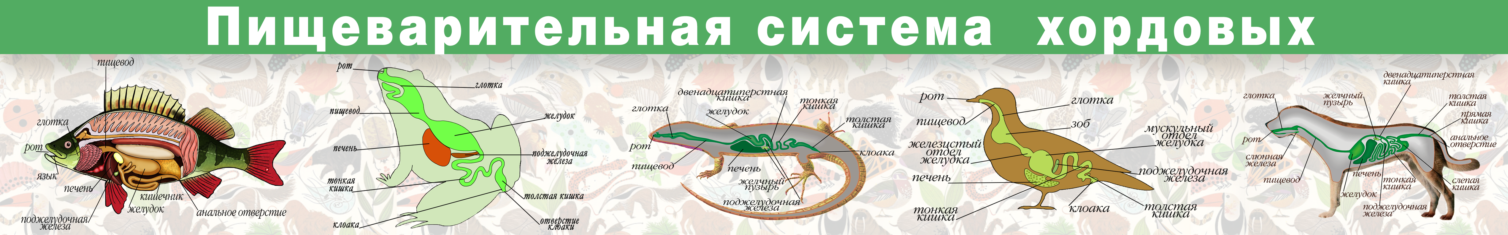 Составьте схему поступления и перемещения пищи по пищеварительному тракту птицы исключив лишнее