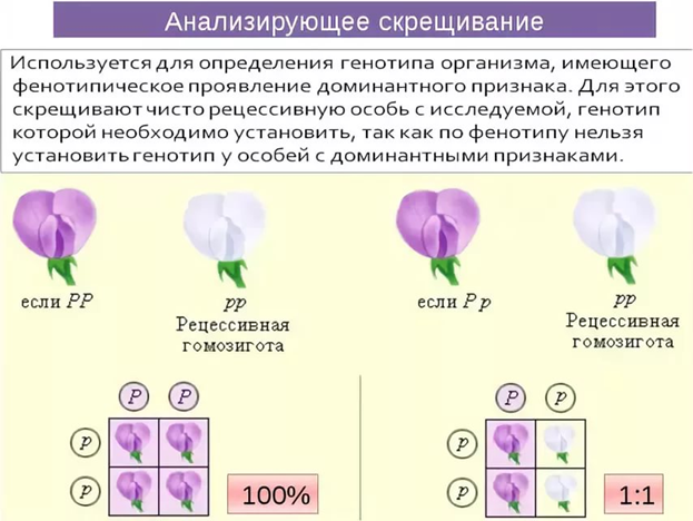 Анализирующее скрещивание