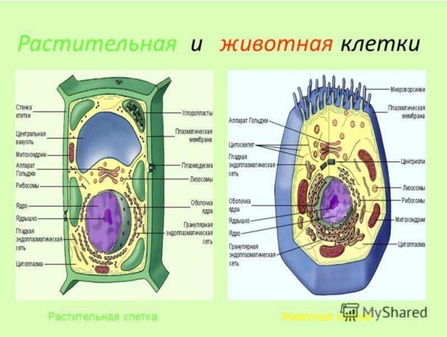 Растительная и животная клетка