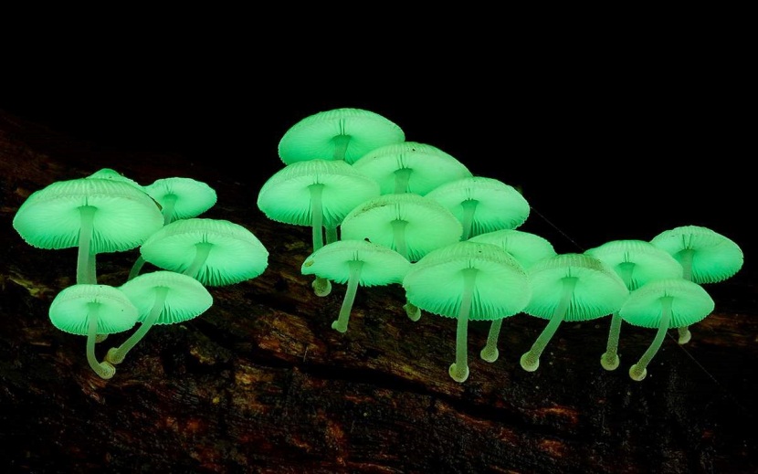Большинство светящихся грибов относятся к роду Мицена