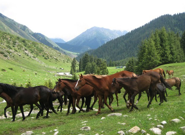 Новокыргызская порода лошадей