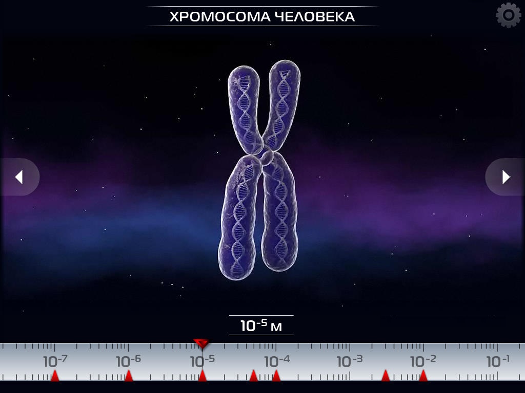 Chromosom.jpeg