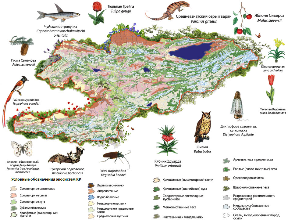 Мир в кыргызстане. Карта растительности Кыргызстана. Карта Кыргызской Республики биоразнообразие Республики. Заповедники Кыргызстана на карте. Животный мир Кыргызстана карта.