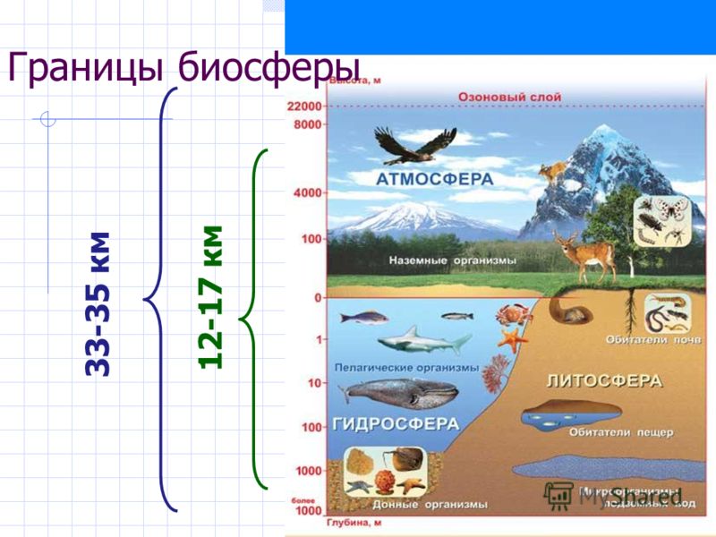 Границы биосферы