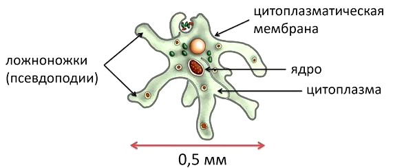 Что обозначено на рисунке цифрой 4 ядро цитоплазма пищеварительная вакуоль ложноножки псевдоподии