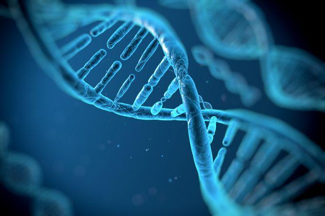 Человеческий геном