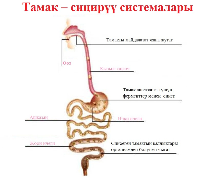 Тамак - синируу системалары