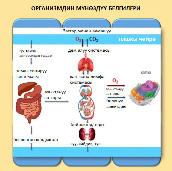 Жандуу организмдердин мүнөздүү касиеттери