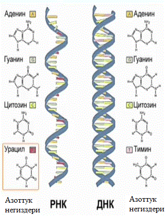 ДНК жана РНК