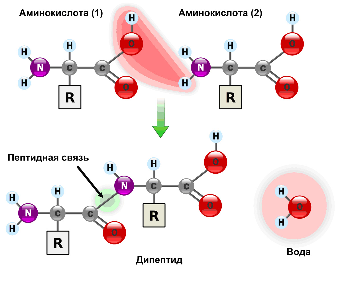 Белки.jpg