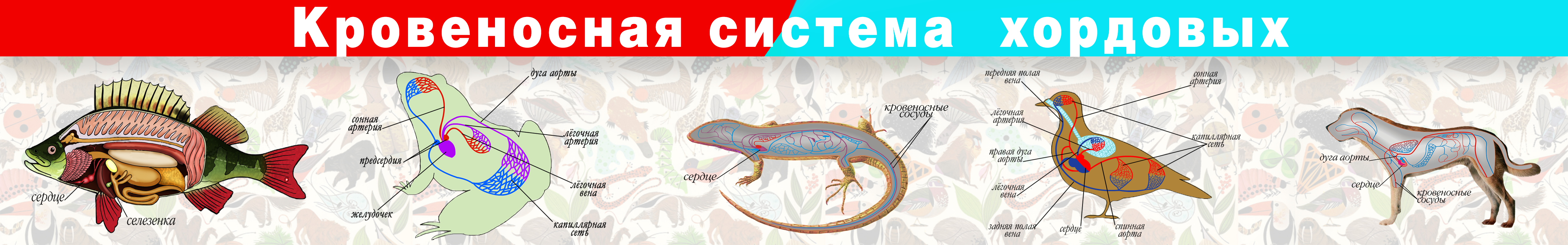 Кровеносная система.png