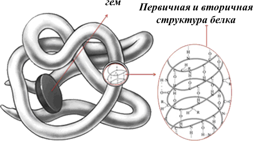 Структура белка