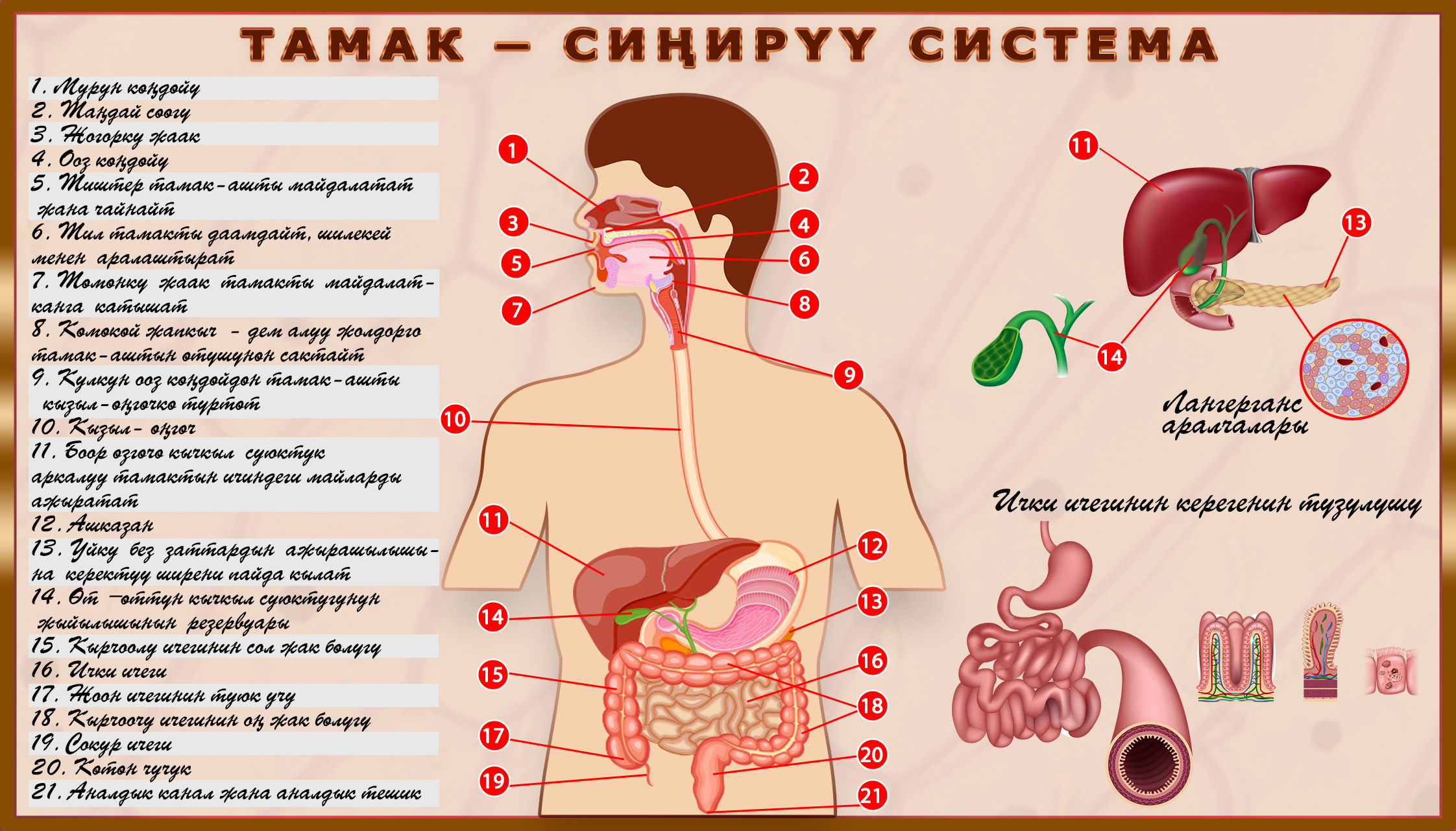 Адамдын тамак – сиңирүү системасы