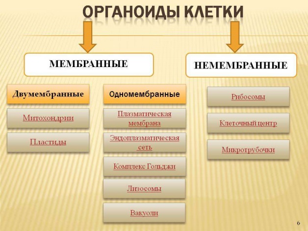 Органоиды клетки