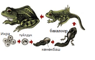 бакалоор